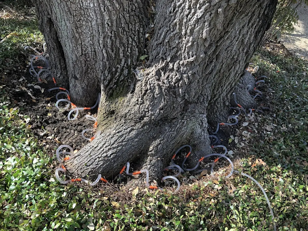 Detailed Tree Cabling and Bracing job site in Conner