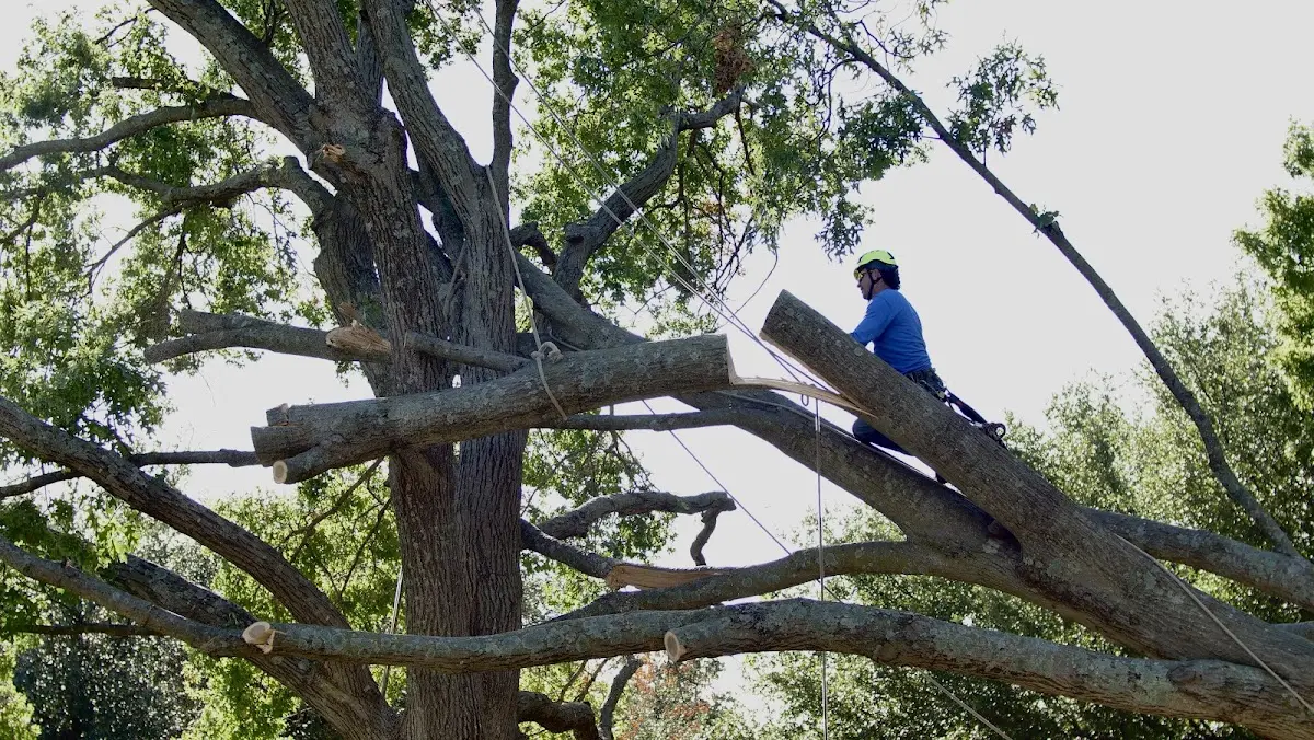 Professional Crown Thinning performed by certified arborists in Conner